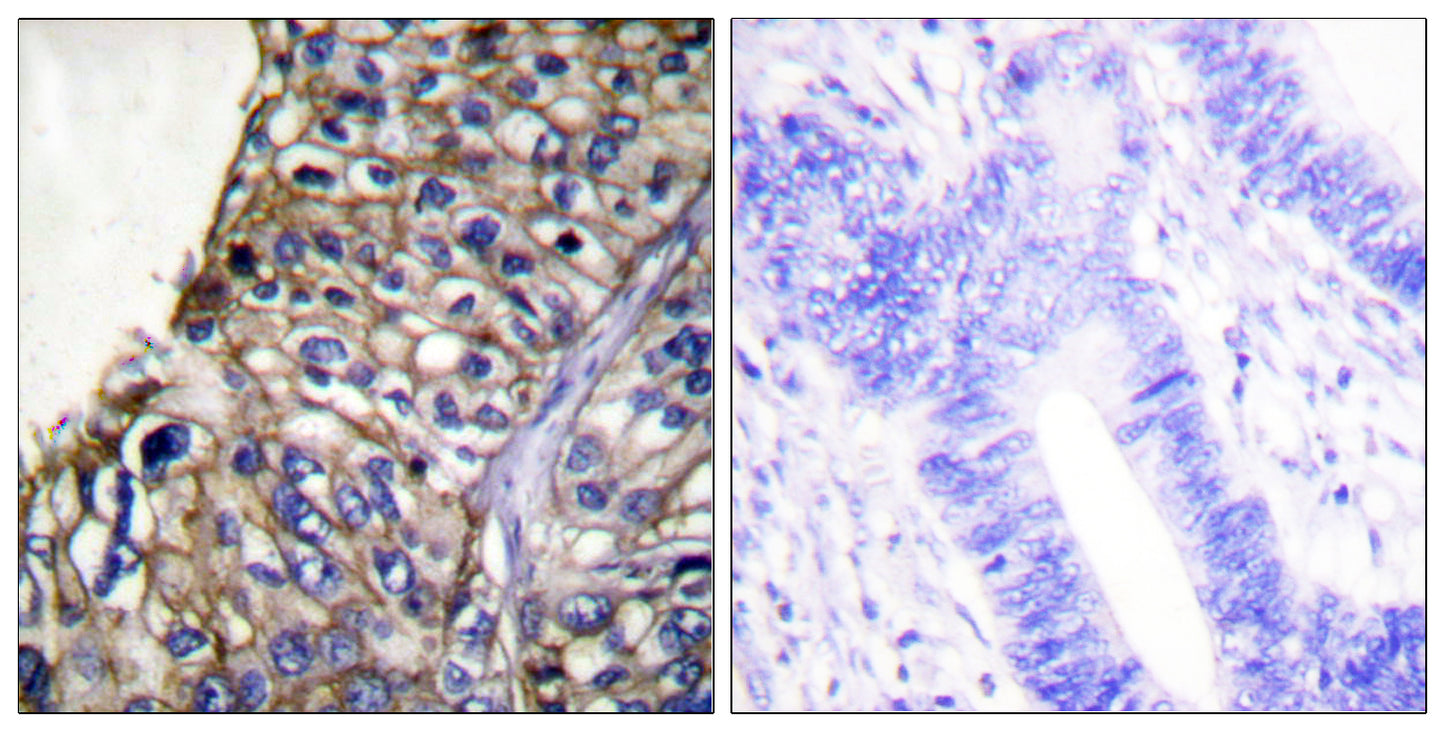 Claudin-7 Rabbit Polyclonal Antibody
