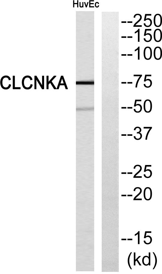 CLC-KA Rabbit Polyclonal Antibody
