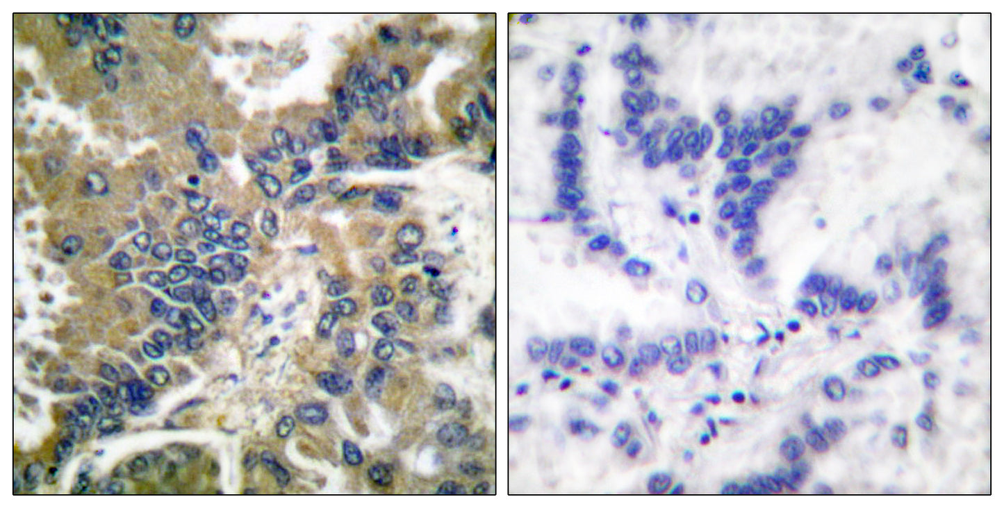 Cleaved-Caspase-1 (D210) Rabbit Polyclonal Antibody