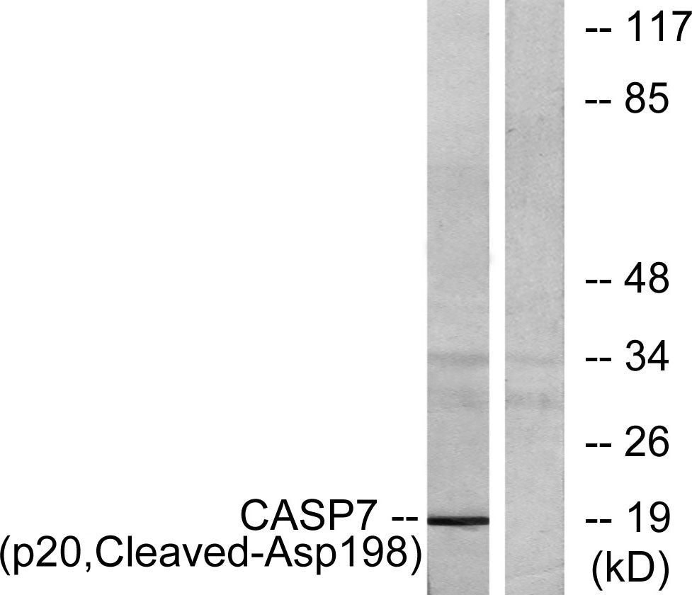 Cleaved-Caspase-7 p20 (D198) Rabbit Polyclonal Antibody