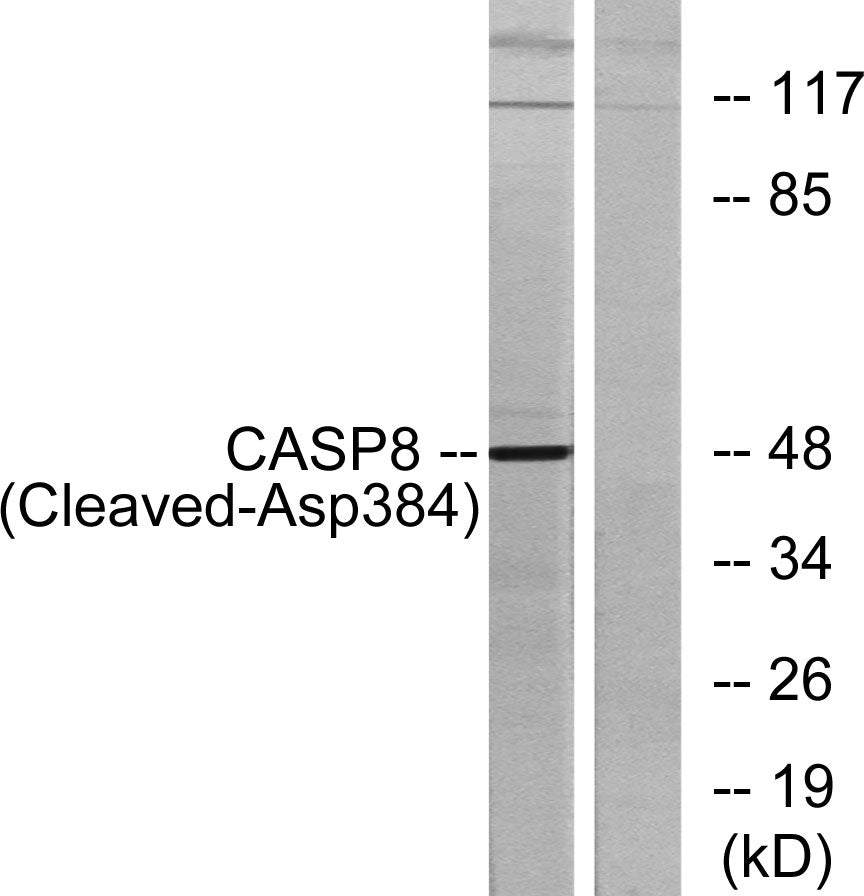 Cleaved-Caspase-8 (D384) Rabbit Polyclonal Antibody