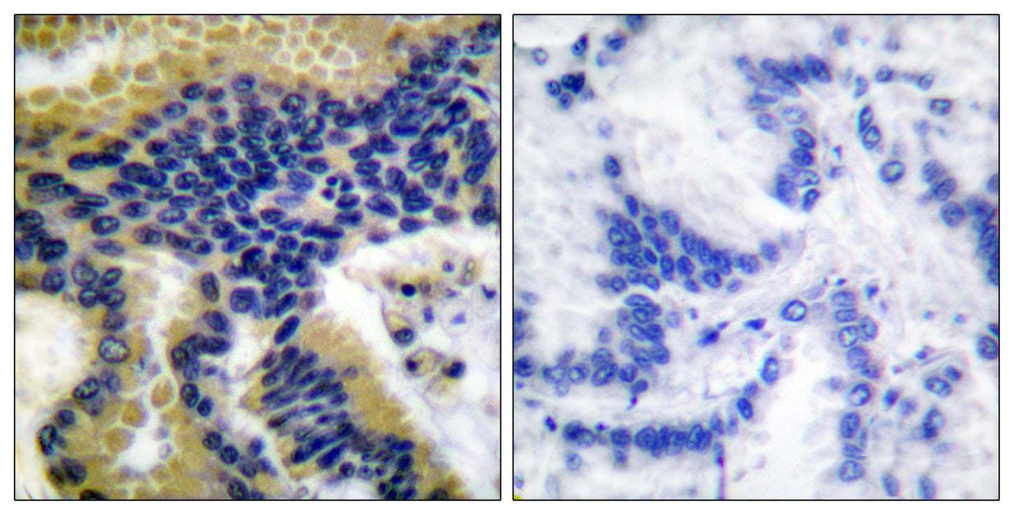 Cleaved-Caspase-9 (D330) Rabbit Polyclonal Antibody