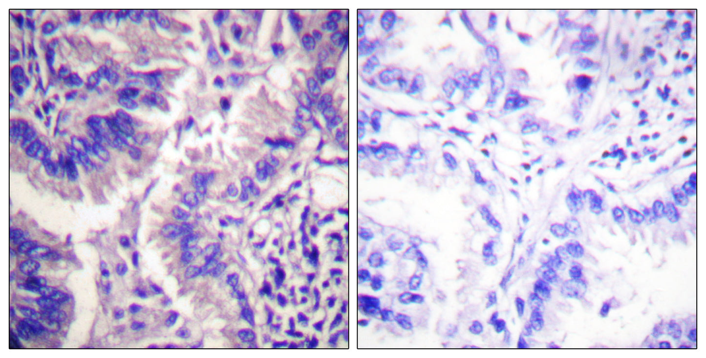 Cleaved-Caspase-9 p35 (D315) Rabbit Polyclonal Antibody