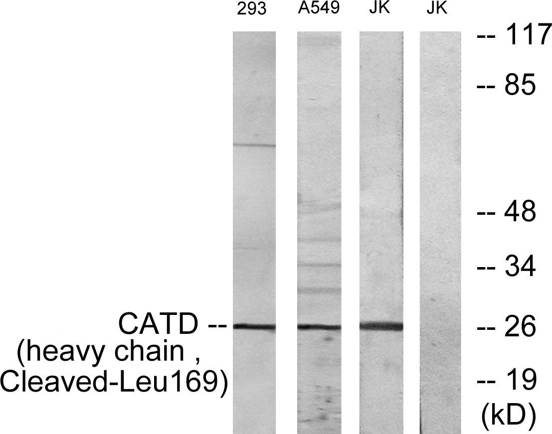 Cleaved-Cathepsin D HC (L169) Rabbit Polyclonal Antibody