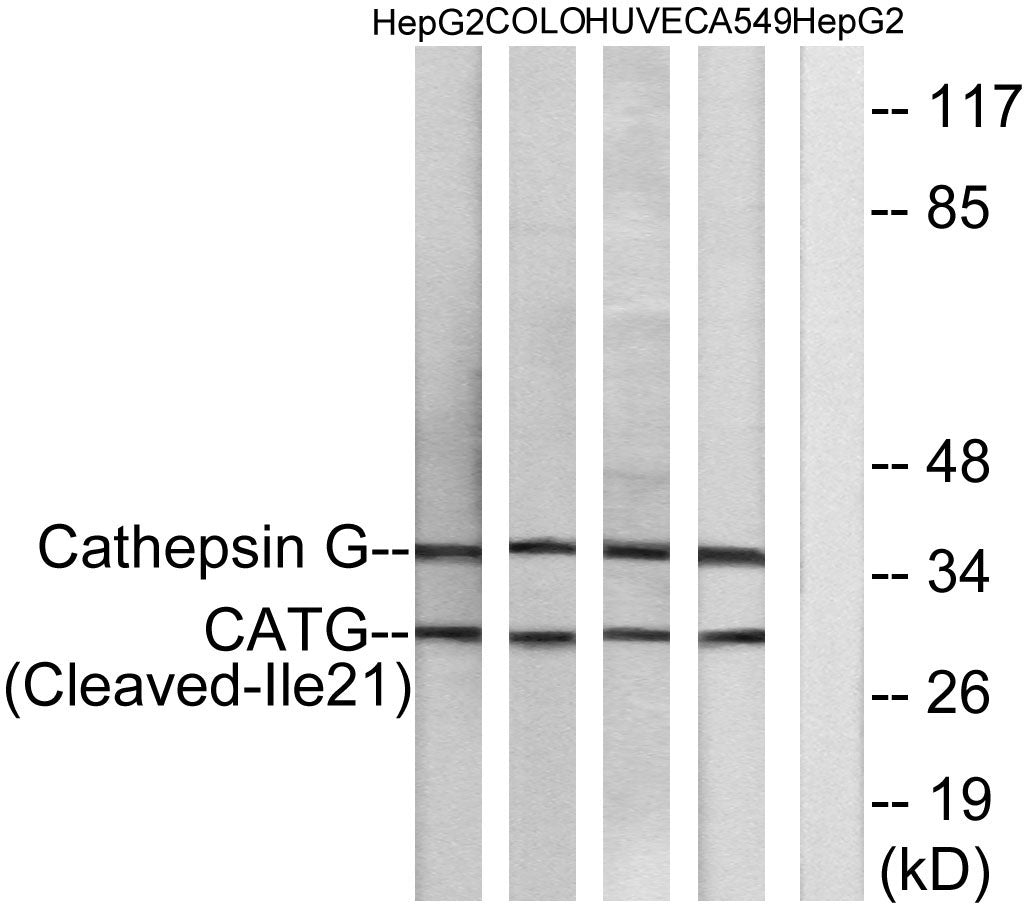 Cleaved-Cathepsin G (I21) Rabbit Polyclonal Antibody