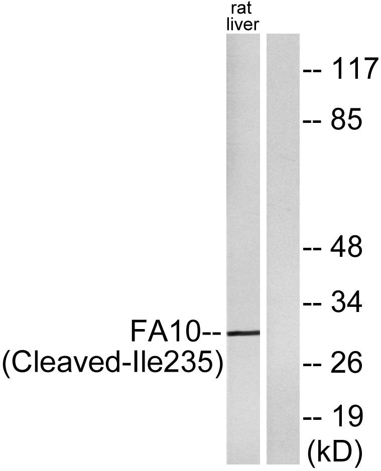 Cleaved-Factor Xa activated HC (I235) Rabbit Polyclonal Antibody