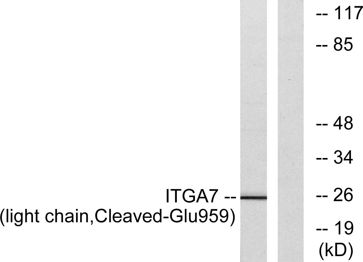 Cleaved-Integrin α7 LC (E959) Rabbit Polyclonal Antibody