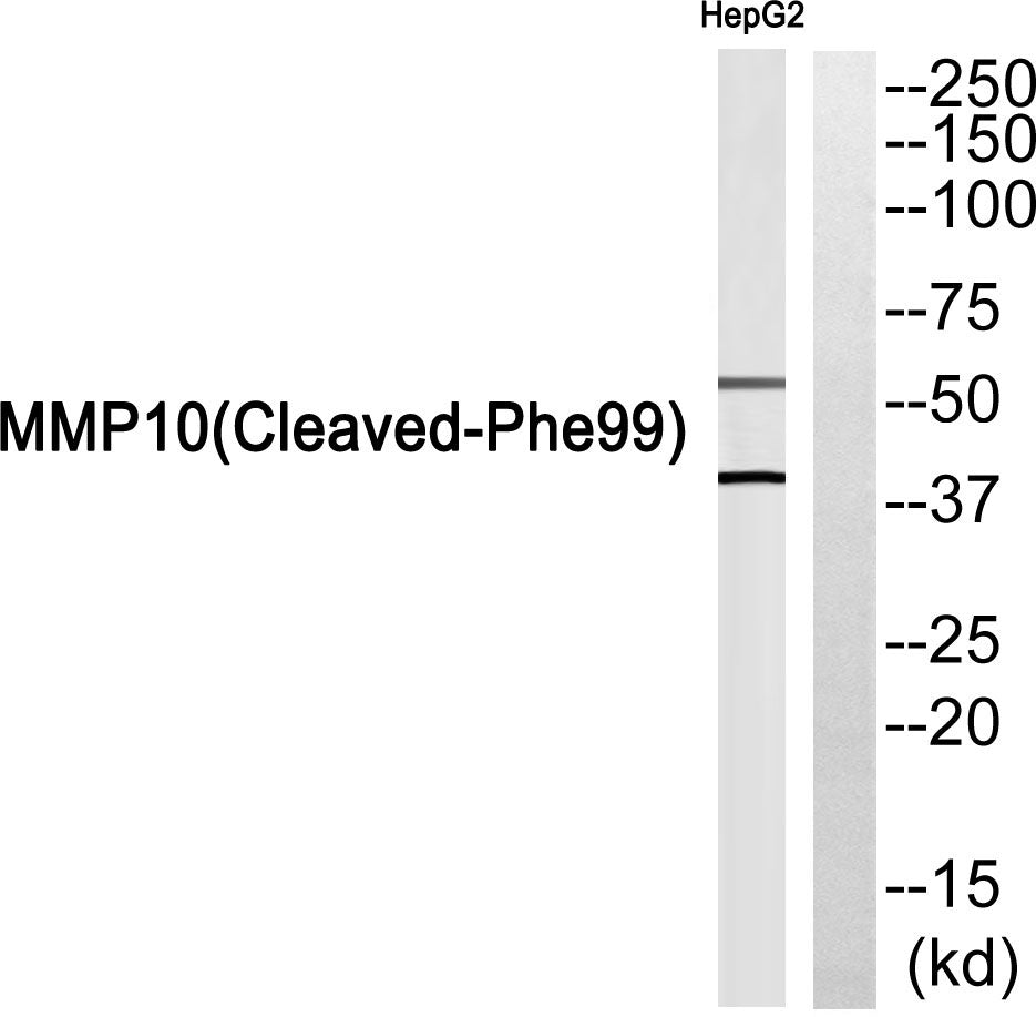 Cleaved-MMP-10 (F99) Rabbit Polyclonal Antibody