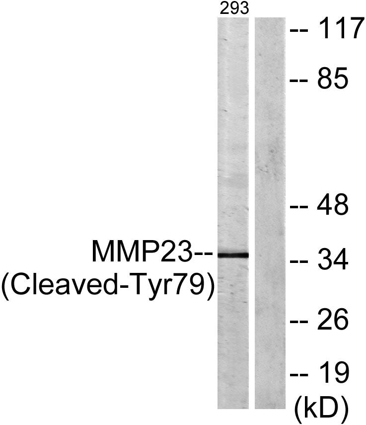 Cleaved-MMP-23 (Y79) Rabbit Polyclonal Antibody