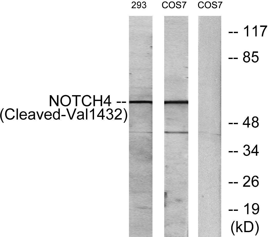 Cleaved-Notch 4 (V1432) Rabbit Polyclonal Antibody