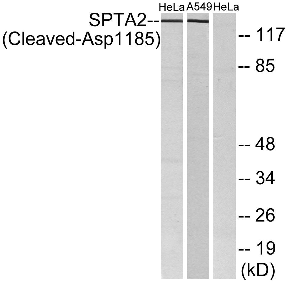 Cleaved-Spectrin α II (D1185) Rabbit Polyclonal Antibody