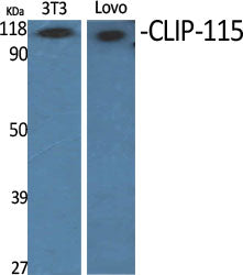 CLIP-115 Rabbit Polyclonal Antibody