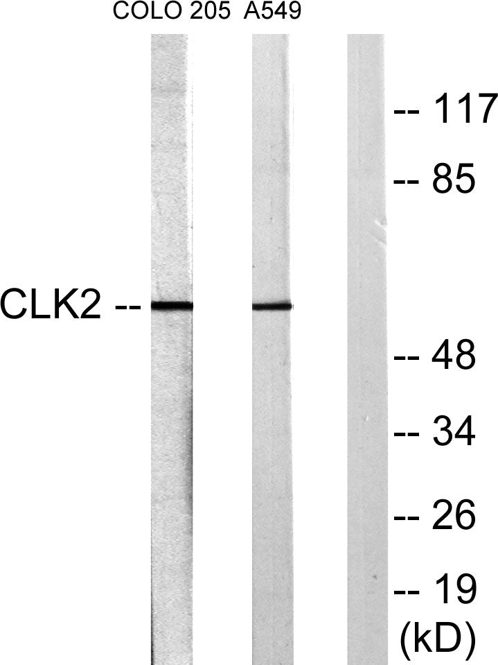 CLK2 Rabbit Polyclonal Antibody