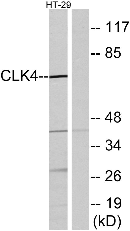 CLK4 Rabbit Polyclonal Antibody