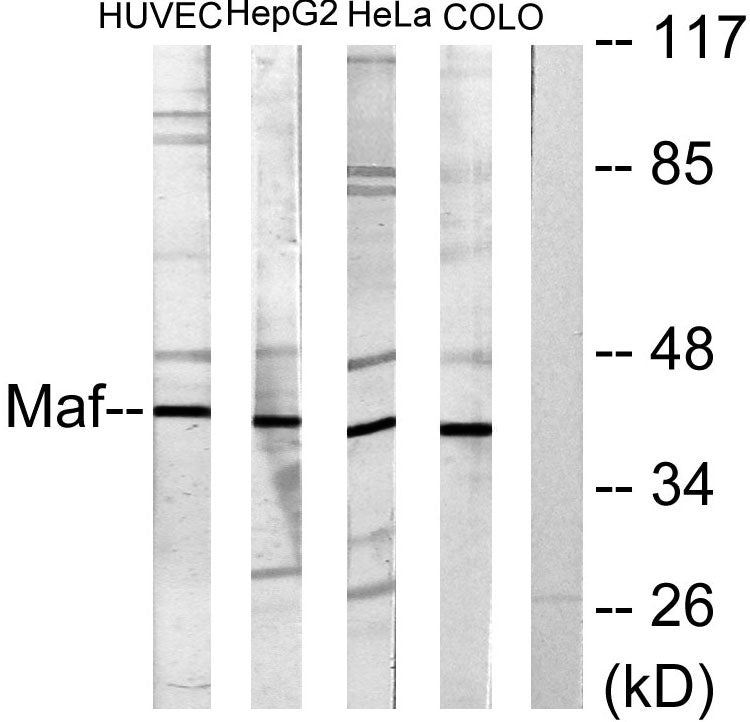 c-Maf Rabbit Polyclonal Antibody