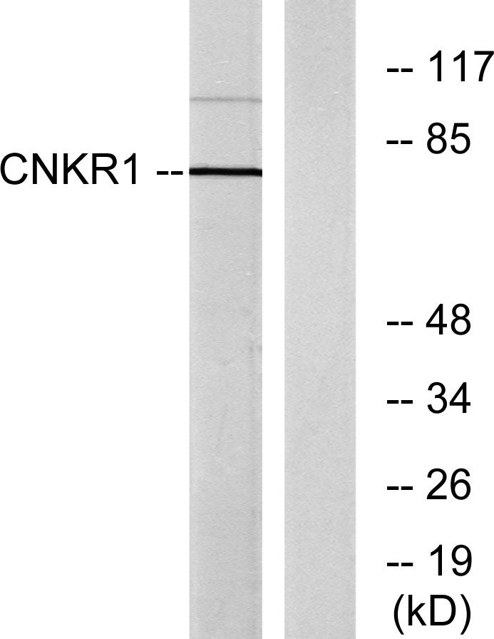 CNK1 Rabbit Polyclonal Antibody