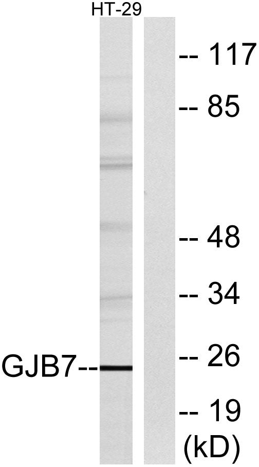 Connexin 25 Rabbit Polyclonal Antibody