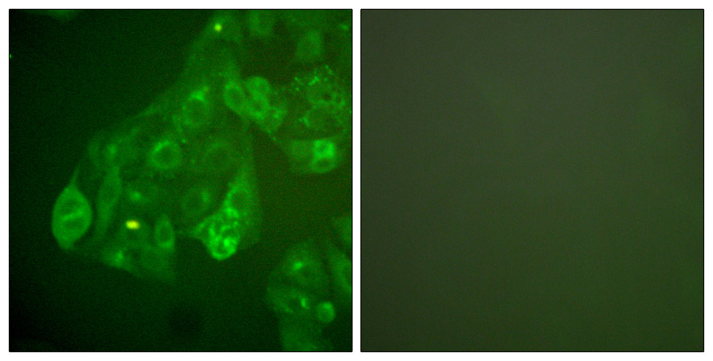Connexin 43 Rabbit Polyclonal Antibody