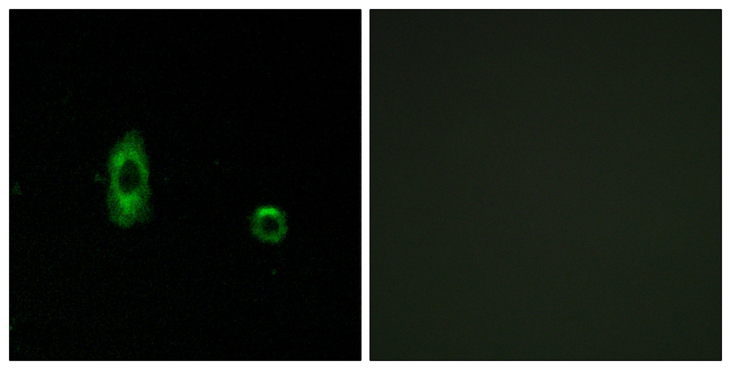 Connexin 47 Rabbit Polyclonal Antibody