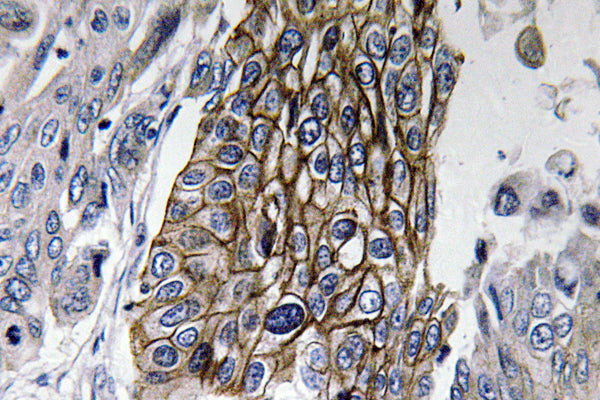 Connexin-32 Rabbit Polyclonal Antibody