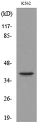 Connexin-40 Rabbit Polyclonal Antibody