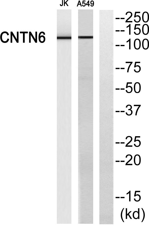 Contactin 6 Rabbit Polyclonal Antibody