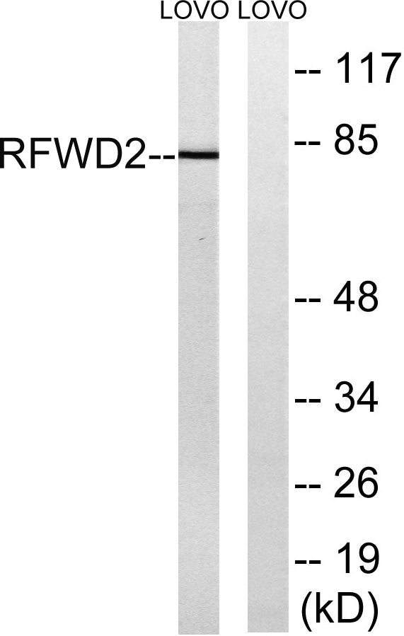 COP1 Rabbit Polyclonal Antibody