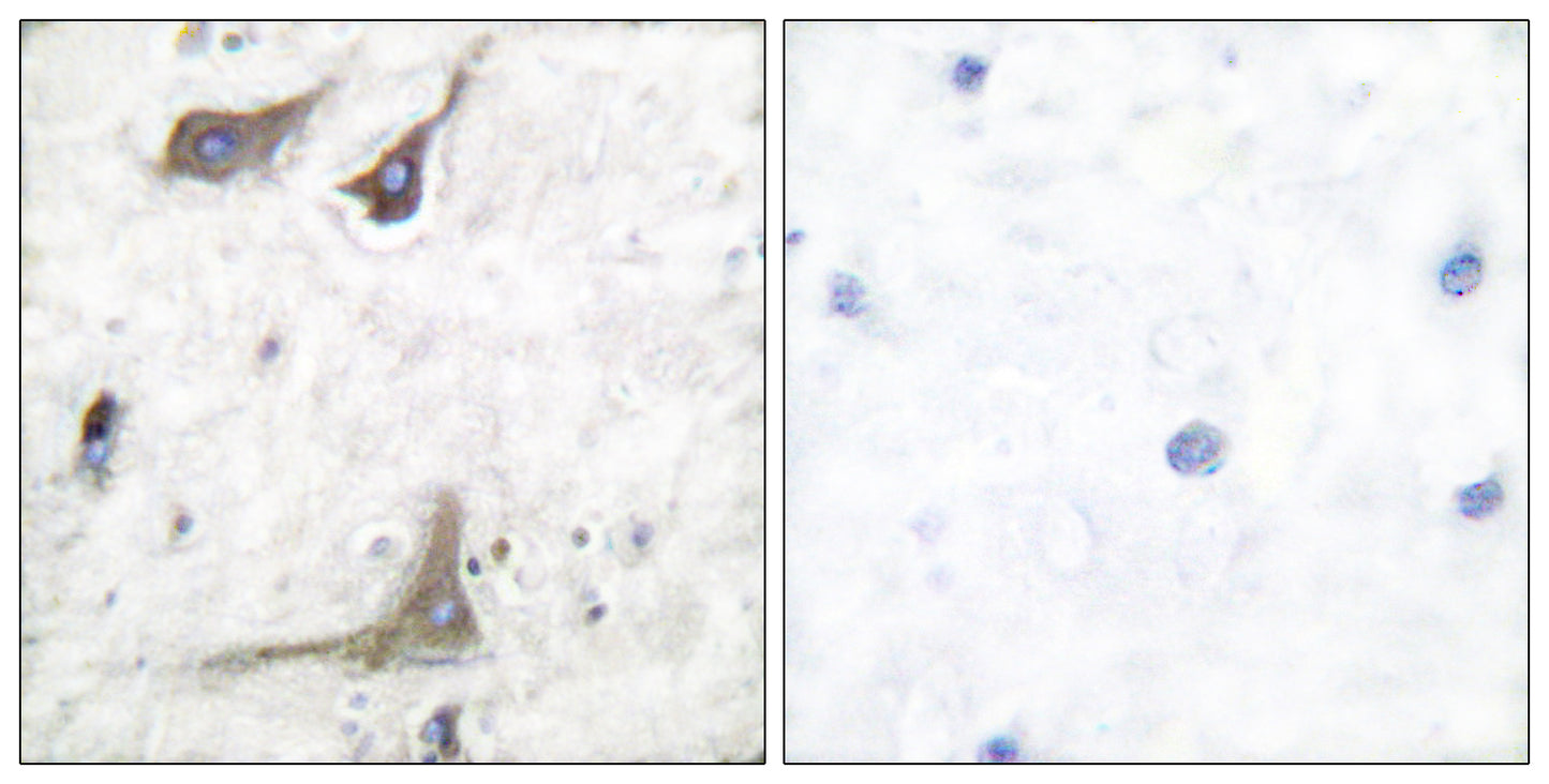 Cox-1 Rabbit Polyclonal Antibody