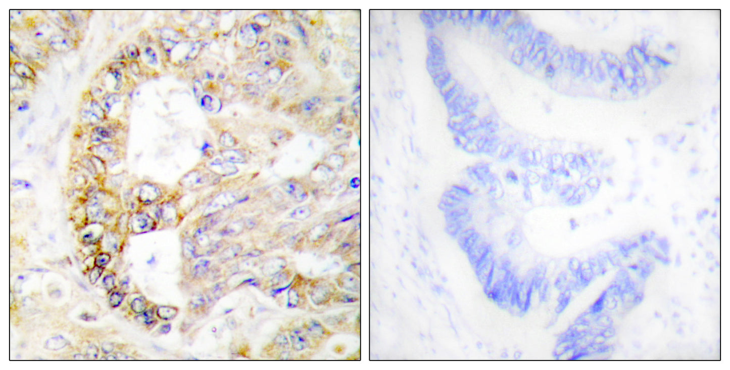 COX4 Rabbit Polyclonal Antibody
