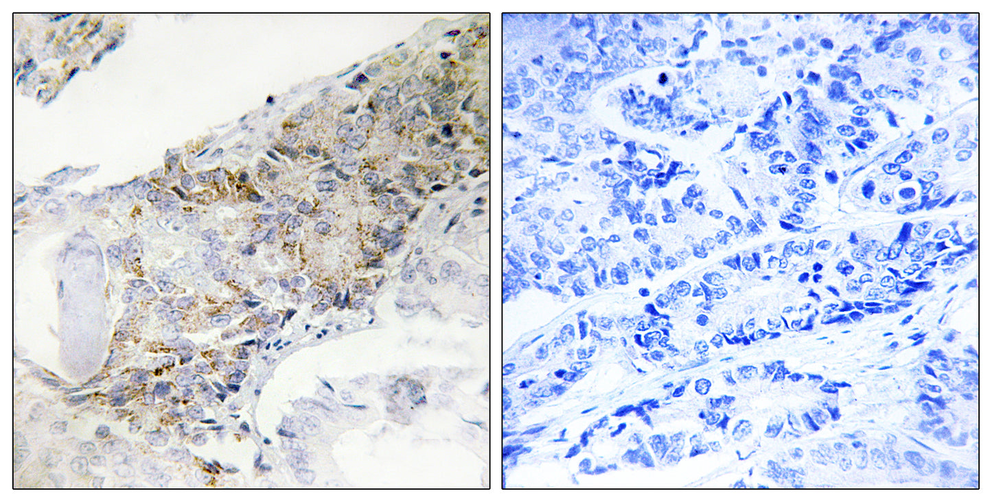 COX5b Rabbit Polyclonal Antibody