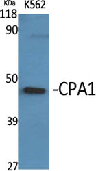 CPA1 Rabbit Polyclonal Antibody