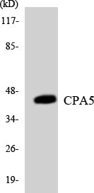 CPA5 Rabbit Polyclonal Antibody