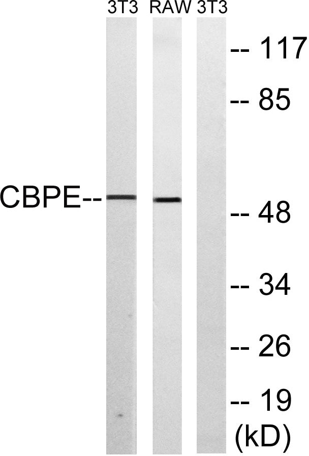 CPE Rabbit Polyclonal Antibody