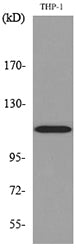cPLA2 Rabbit Polyclonal Antibody