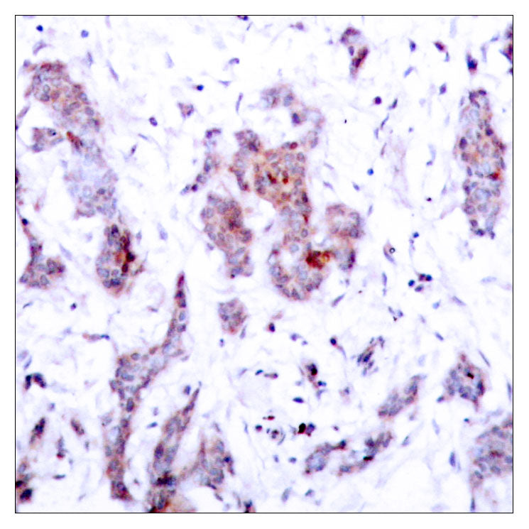 c-Rel Rabbit Polyclonal Antibody