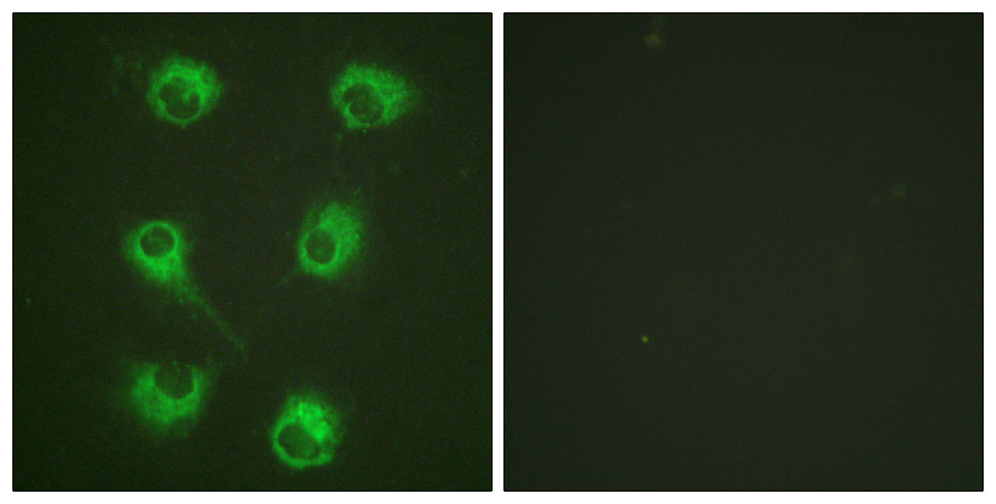 Crk-L Rabbit Polyclonal Antibody