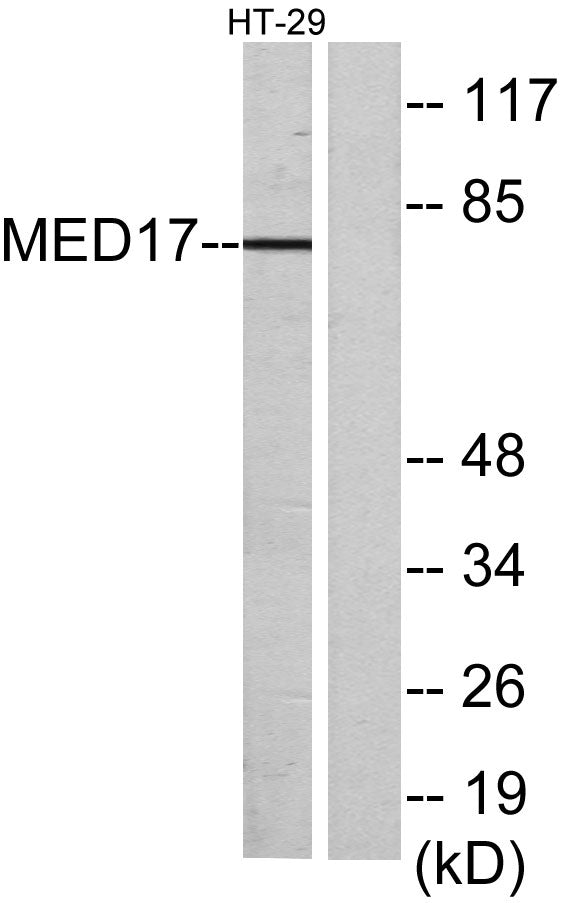 CRSP77 Rabbit Polyclonal Antibody