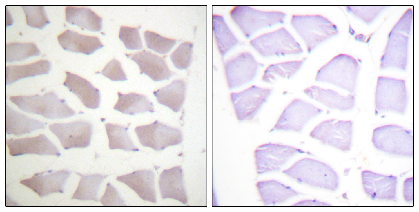 Crystallin-αB Rabbit Polyclonal Antibody