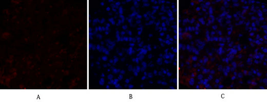 c-Src Rabbit Polyclonal Antibody