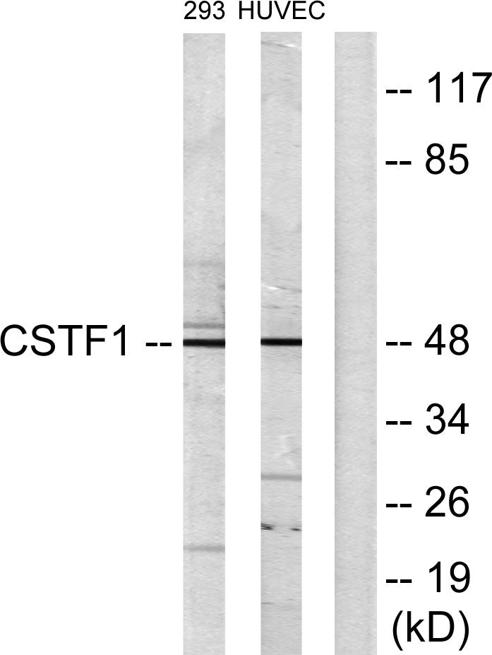 CstF-50 Rabbit Polyclonal Antibody