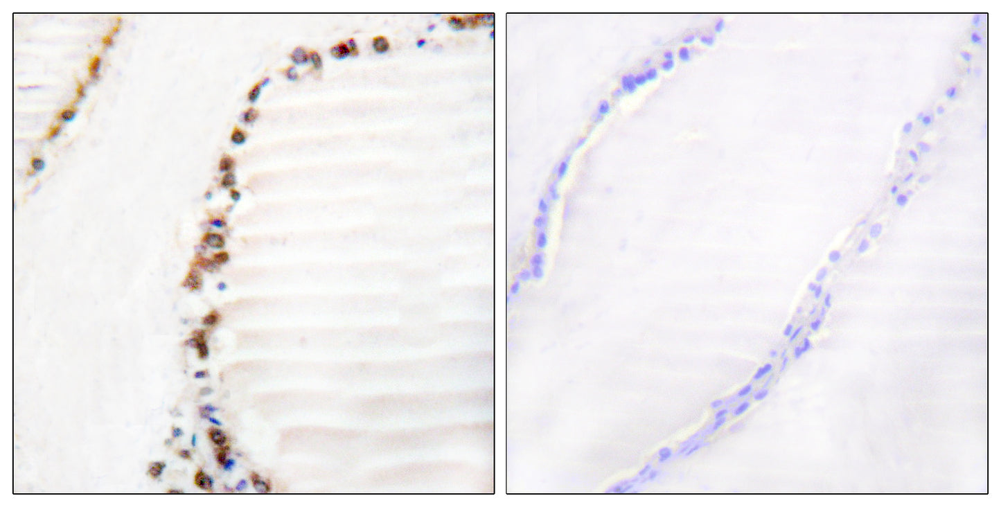 CUL-3 Rabbit Polyclonal Antibody