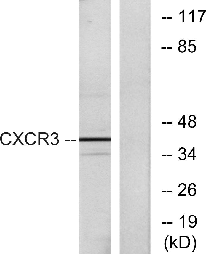 CXCR-3 Rabbit Polyclonal Antibody