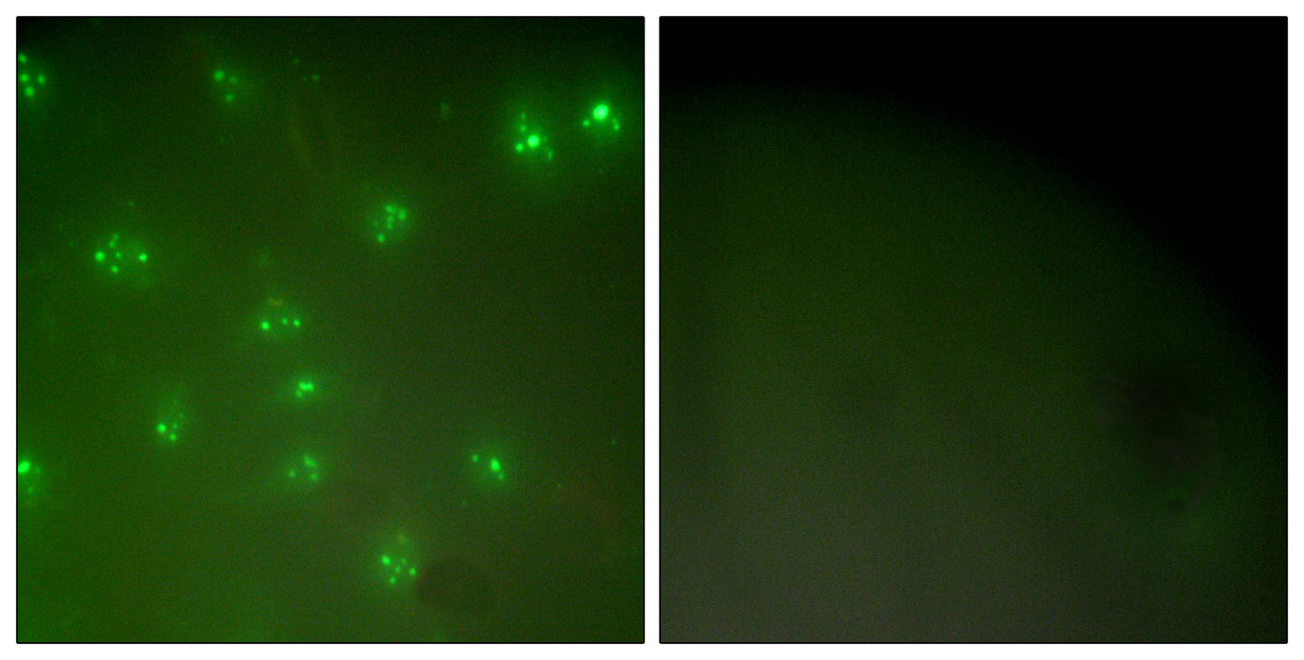 Cyclin A Rabbit Polyclonal Antibody