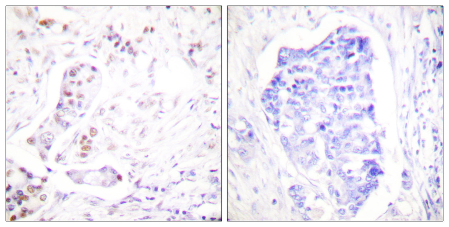 Cyclin A1 Rabbit Polyclonal Antibody