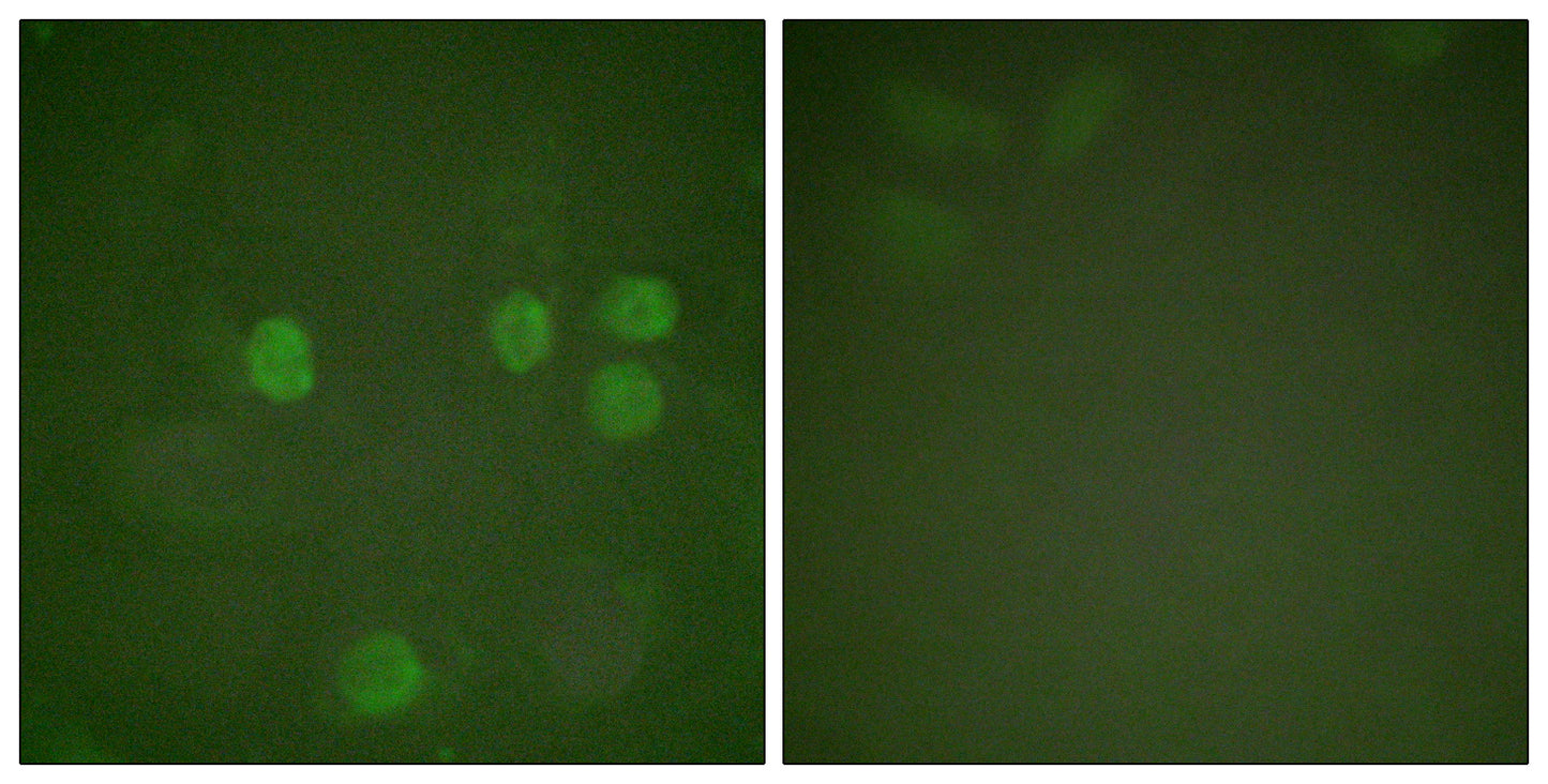 Cyclin B1 Rabbit Polyclonal Antibody