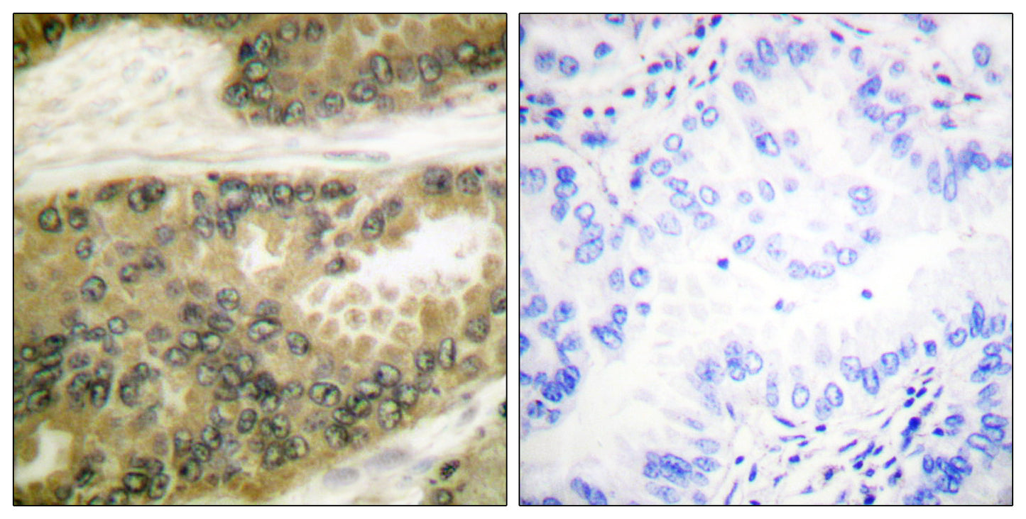 Cyclin D3 Rabbit Polyclonal Antibody
