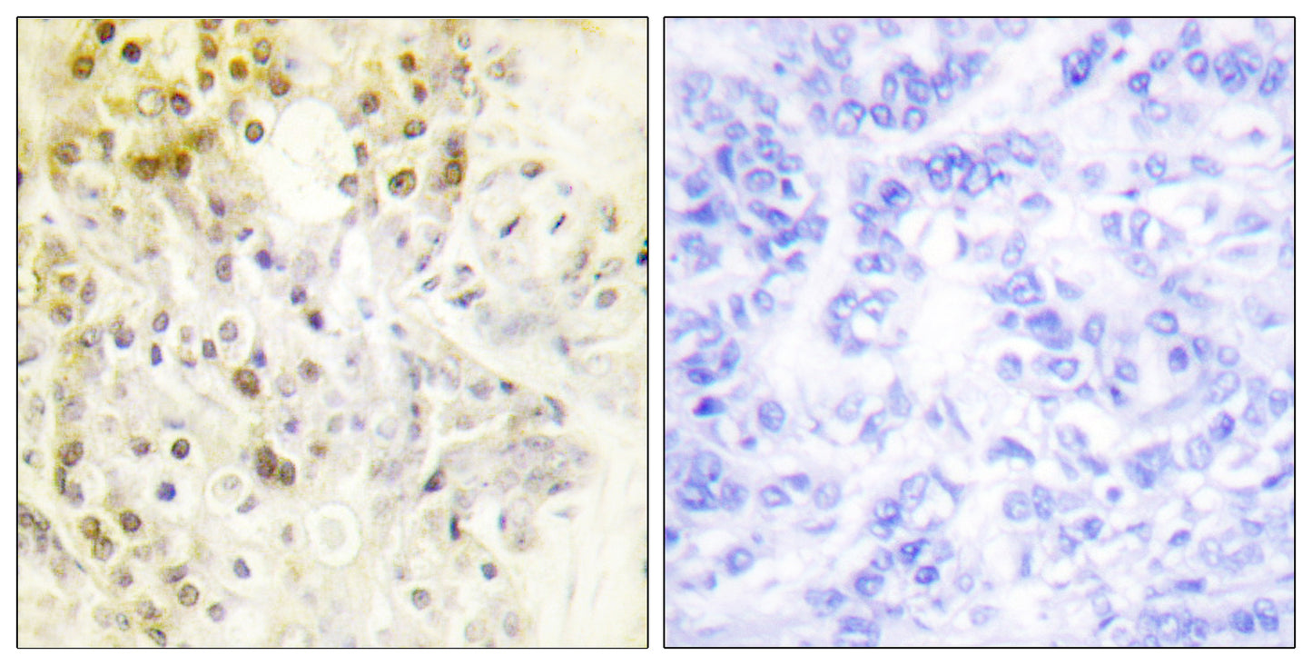 Cyclin L1 Rabbit Polyclonal Antibody