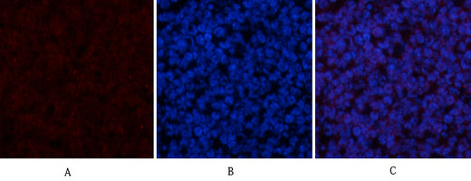 CYCS Rabbit Polyclonal Antibody
