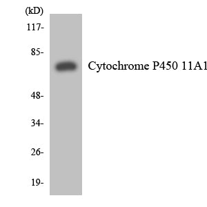 CYP11A1 Rabbit Polyclonal Antibody