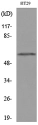 CYP11B1/2 Rabbit Polyclonal Antibody